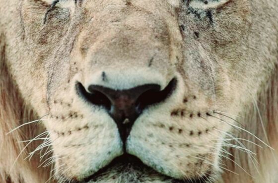 Lion Safari Park Tour