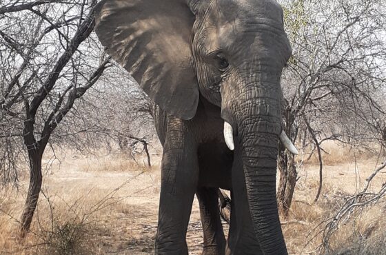 2 Day Budget Kruger National Park Tour – Open Safari Vehicle