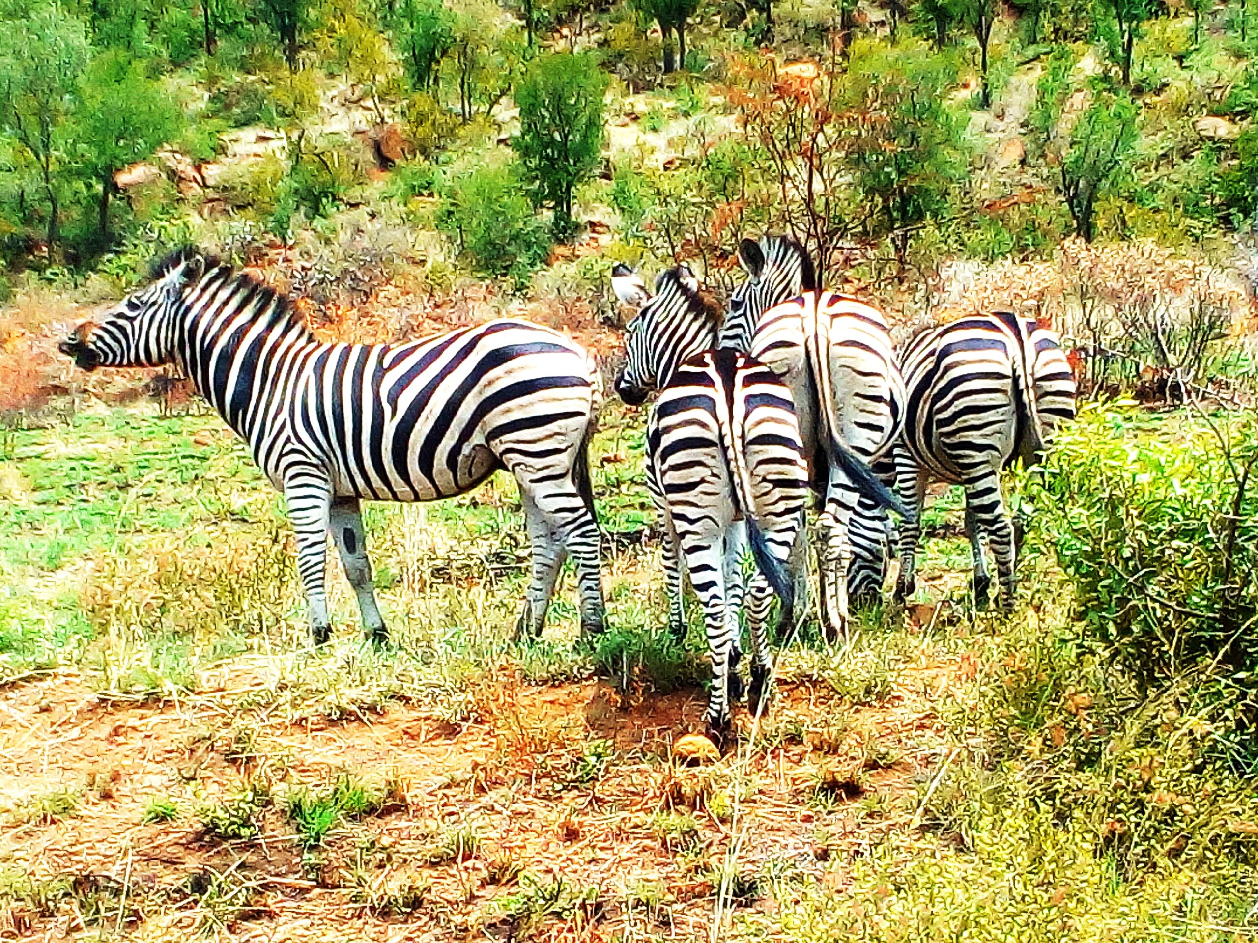 Kruger National Park 